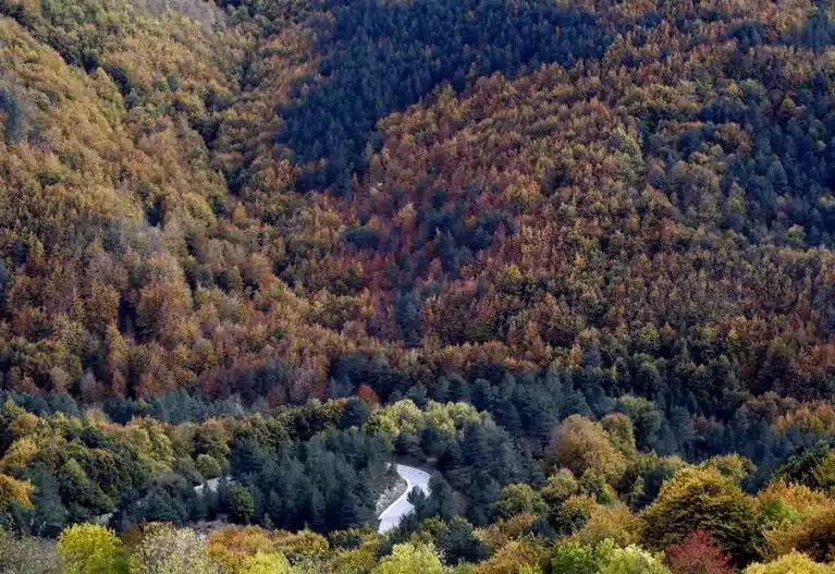 FAO y 37 países trazan ruta para proteger los bosques