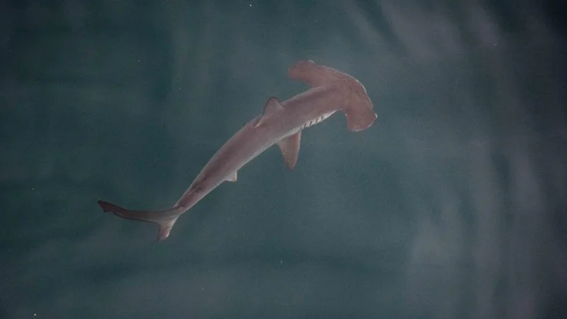 Descubrimiento en Galápagos: Greenpeace revela la primera guardería de tiburones martillo lisos
