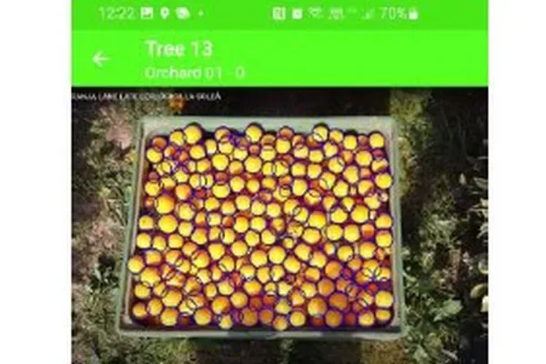 INTERNACIONAL: Los productores ya pueden hacer el recuento de fruta con una aplicación gratuita de IA