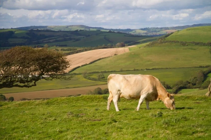 INTERNACIONAL: Líderes agrícolas del Reino Unido subrayan necesidad de identificación electrónica del ganado