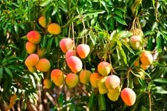 INTERNACIONAL, PERÚ: "El 2025 será un año con mucho mango"