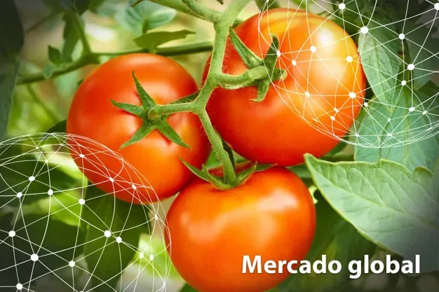 DATOS ESTADÍSTICOS: Resumen del mercado global del tomate