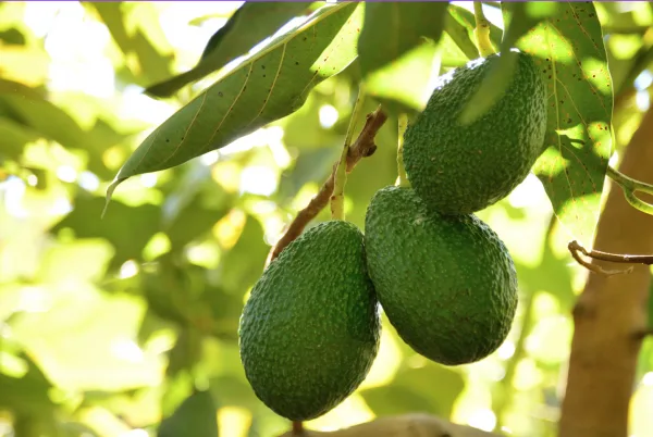 INTERNACIONAL: Brasil aumentará plantaciones de paltas ante alza del consumo