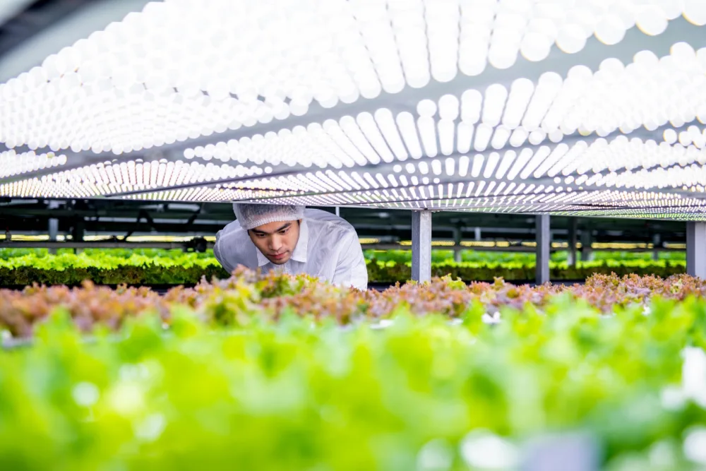 INTERNACIONAL: Los sensores de las plantas podrían actuar como un sistema de alerta temprana para los agricultores