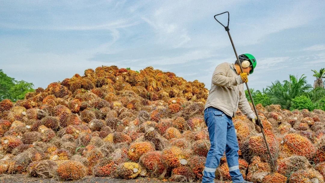 INTERNACIONAL, COLOMBIA: Sindicato socio de Gremca pide apoyo al Gobierno para afrontar pudrición del cogollo