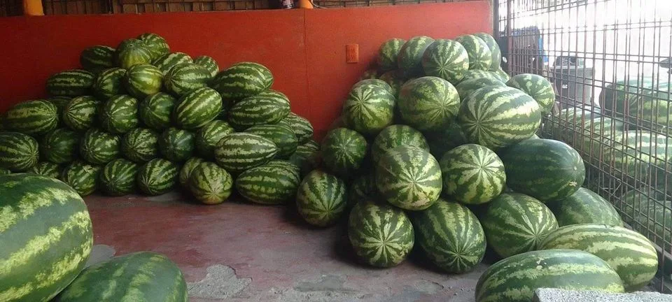 PERU: Promueven la producción de cultivos alternativos para evitar la propagación del Fusarium