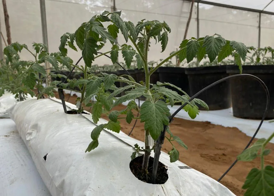 INTERNACIONAL: Investigación desarrolla método para el cultivo de tomates cherry en sustrato de concha de coco