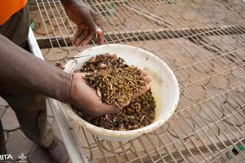 INTERNACIONAL: Cría de gusanos impulsa emprendimientos y ahorra costos agrícolas en Zimbabue