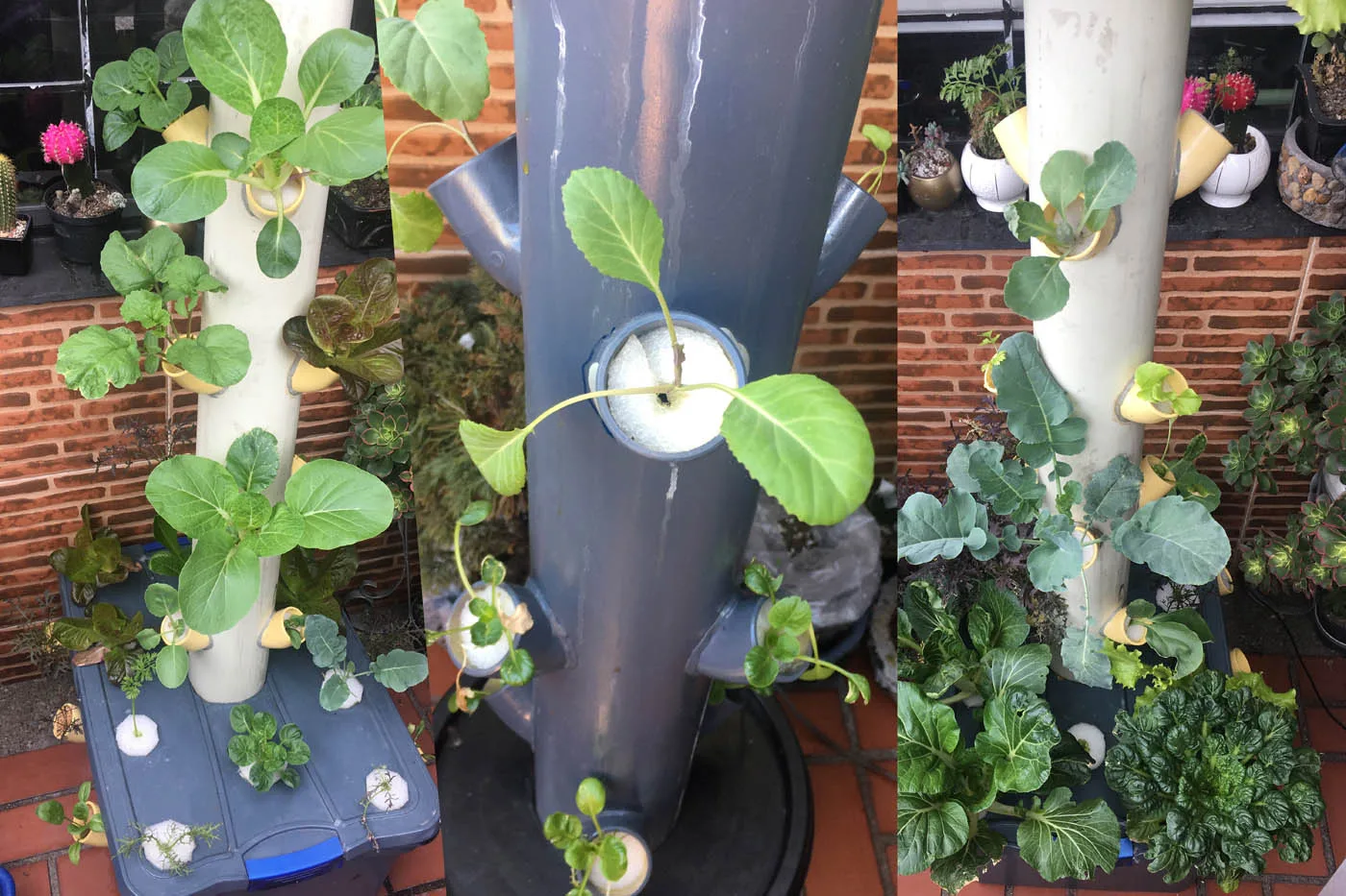 INTERNACIONAL: Es posible cultivar hortalizas con solo aire y poca energía