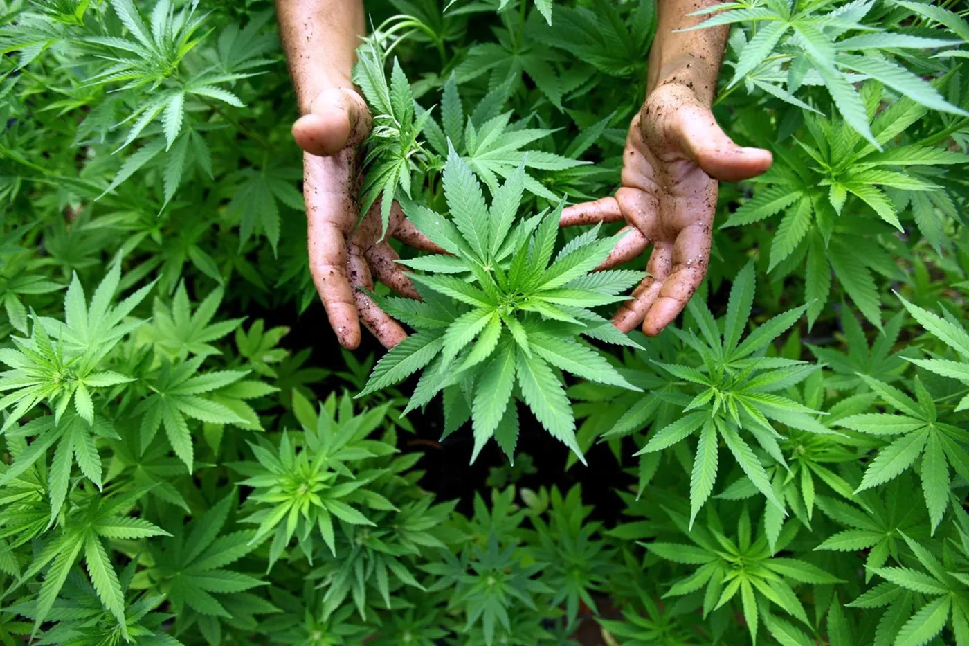 INTERNACIONAL: ¿Qué tipo de luz mejora el rendimiento de un cultivo de Cannabis sativa?