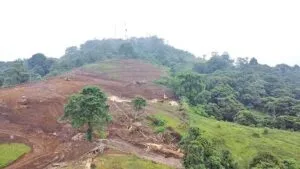 Santodomingueños unidos para proteger al cerro Bombolí ante la tala de árboles