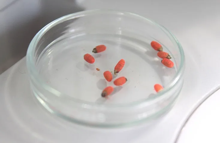 INTERNACIONAL: ¿Conoces la técnica de insectos estériles utilizada para el control de plagas?