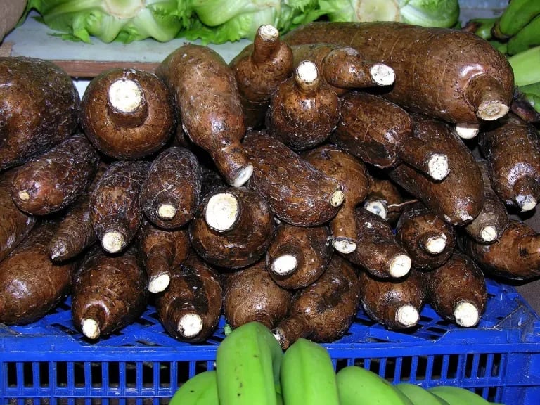 INTERNACIONAL: Se investiga el uso de la yuca como alimento para el ganado y sustituto de cereales