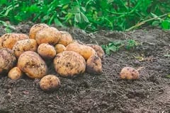 INTERNACIONAL: Honduras importará semilla certificada de papa de Países Bajos