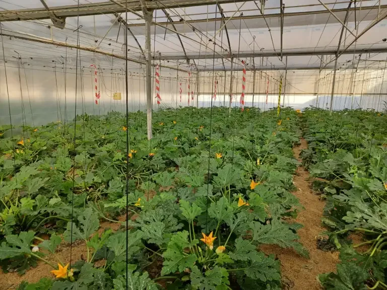 INTERNACIONAL: El sureste de España sirve de guía en el riego de cultivos con agua desalada y regenerada