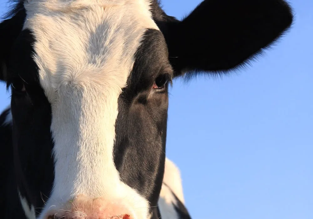 INTERNACIONAL: EE.UU. investigará posible propagación respiratoria de gripe de aves en vacas