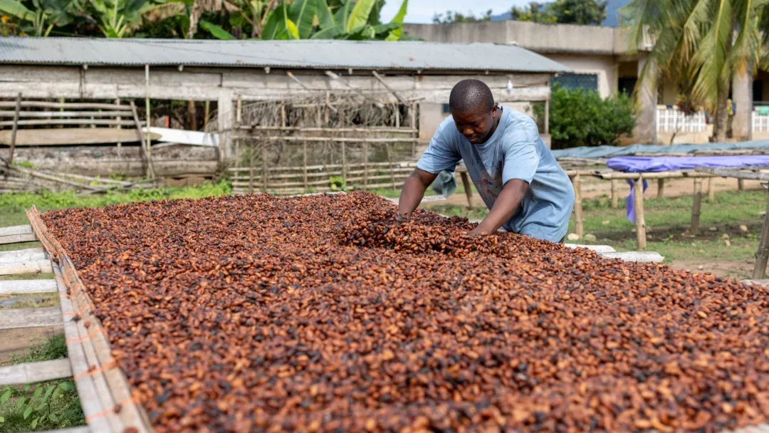 INTERNACIONAL: Ghana espera que la cosecha de cacao se pueda recuperar en la próxima temporada