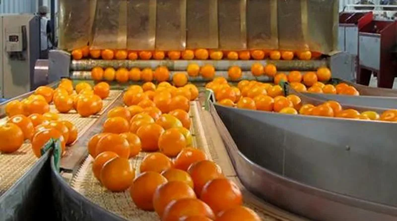 Cómo afecta la luz a la coloración de los frutos cítricos y al momento de la maduración de la cáscara y la pulpa