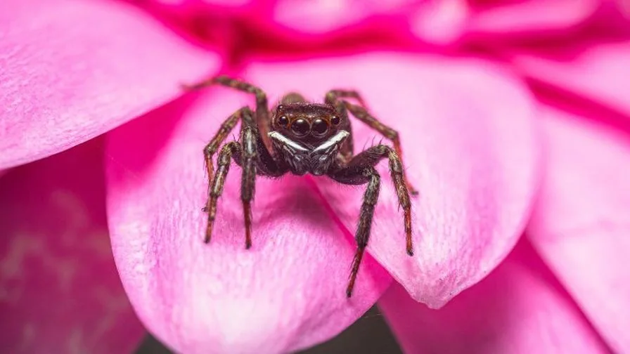 INFORME TÉCNICO: Cómo hacer más eficaces los agentes de control biológico de los enemigos naturales
