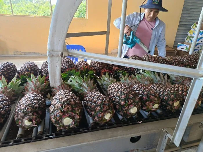 INTERNACIONAL: Bolivia prevé exportar 330 toneladas de piña a Chile, Argentina y Uruguay en 2024