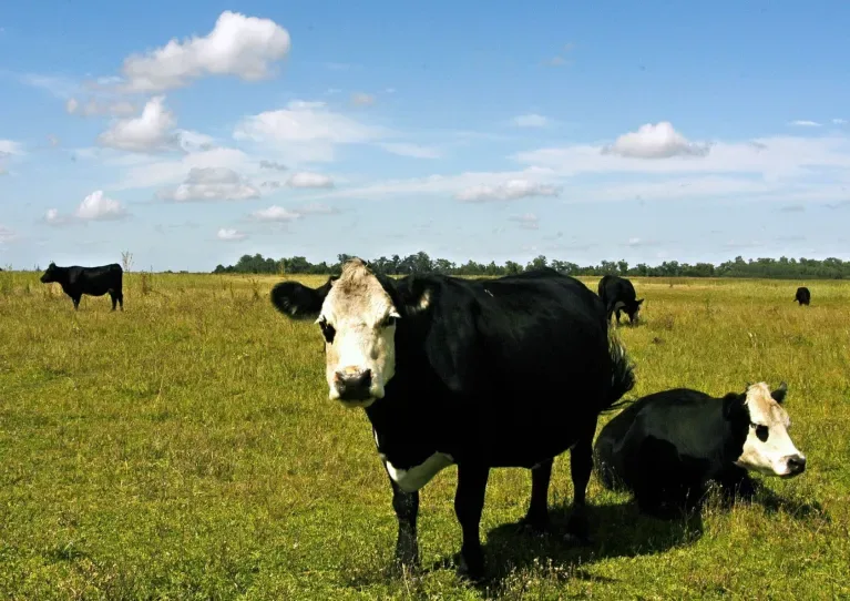 INTERNACIONAL: Argentina invierte 3 millones para certificar carne vacuna y defender su mercado en la UE