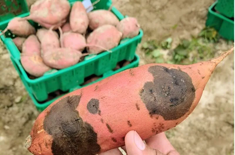INTERNACIONAL: La dulce venganza del camote contra las enfermedades fúngicas