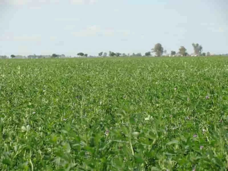 INTERNACIONAL: Investigadores chinos han desarrollado variedades de alfalfa súper resistentes al frío y tecnología de cultivo en frío