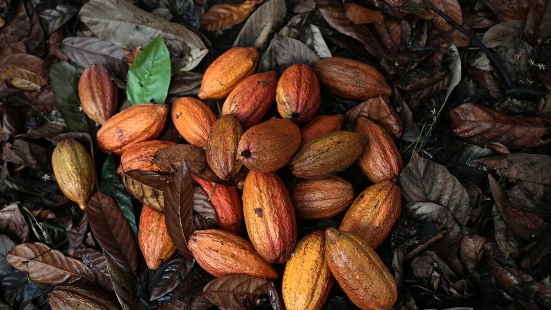 INTERNACIONAL, COLOMBIA: Descubrieron tres especies provenientes del cacao en el noroccidente del Amazonas