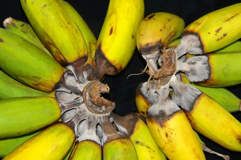 INTERNACIONAL: Los plátanos corren el riesgo de extinción, pero la edición de genes ofrece una solución