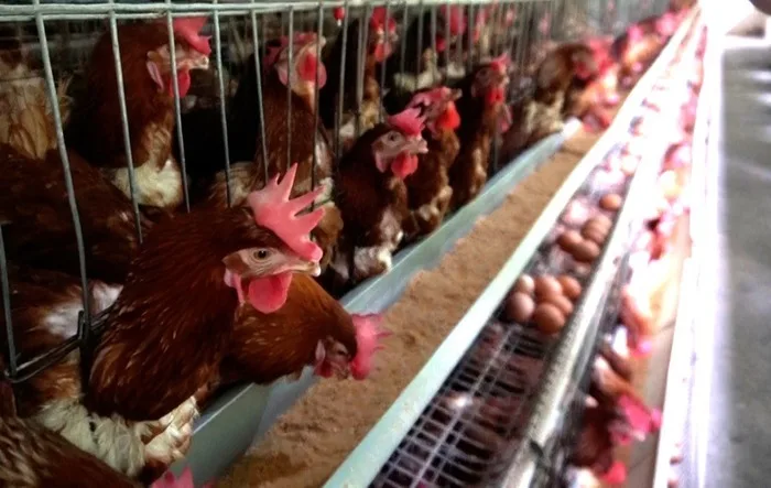 Cómo ser más competitivos con aves de postura, experiencia IASA-ESPE