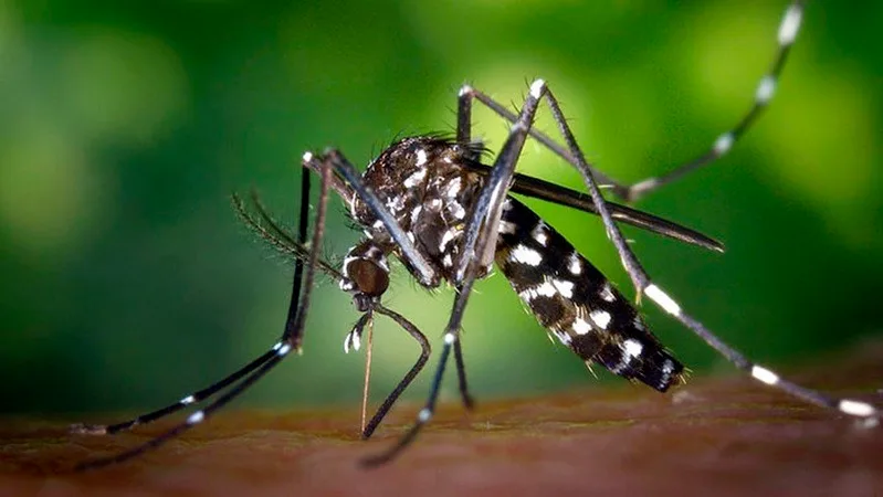 INTERNACIONAL: Bacterias del intestino de “supermosquitos” influirían en su resistencia a los insecticidas