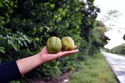 INTERNACIONAL: Limoncillo ornamental, un fruto desechado, sería clave contra el dengue