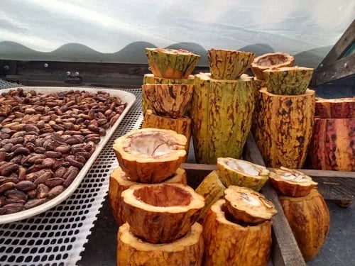 INTERNACIONAL, COLOMBIA: Juventudes rurales son la nueva generación del cacao en el Valle del Cauca