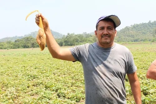 Proyecto Agrícola en Manabí: Centro KOPIA Ecuador e INIAP Apoyan Cultivo de Camote