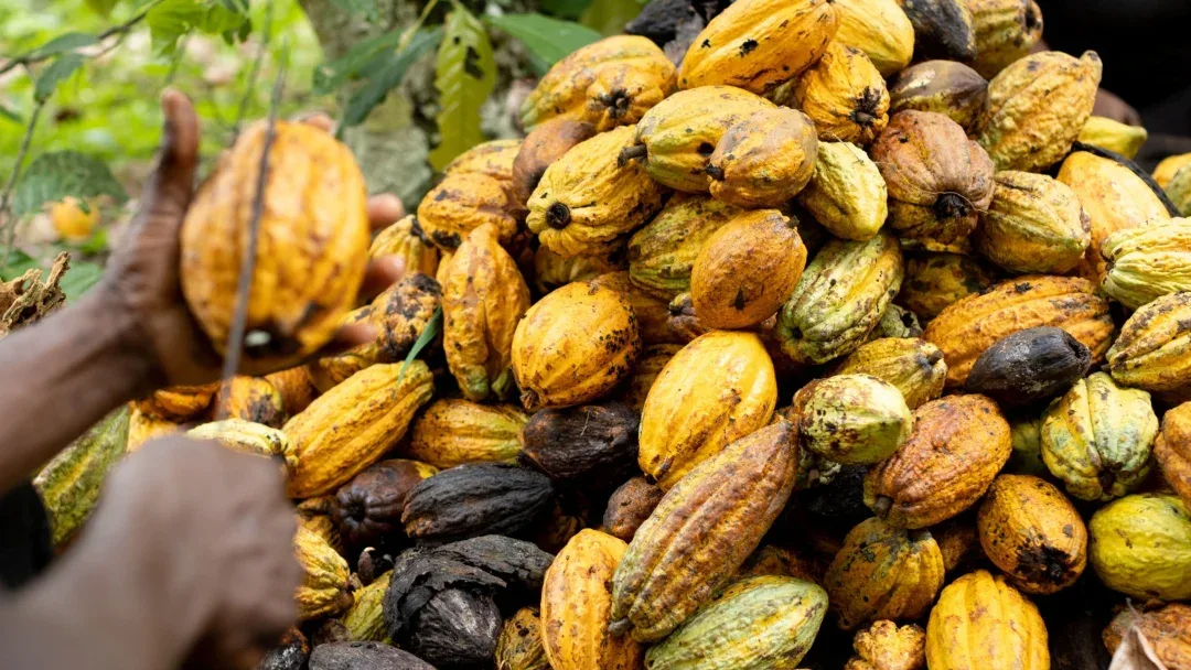 INTERNACIONAL: El cacao registra su mayor caída en dos semanas por la mejora del tiempo en África