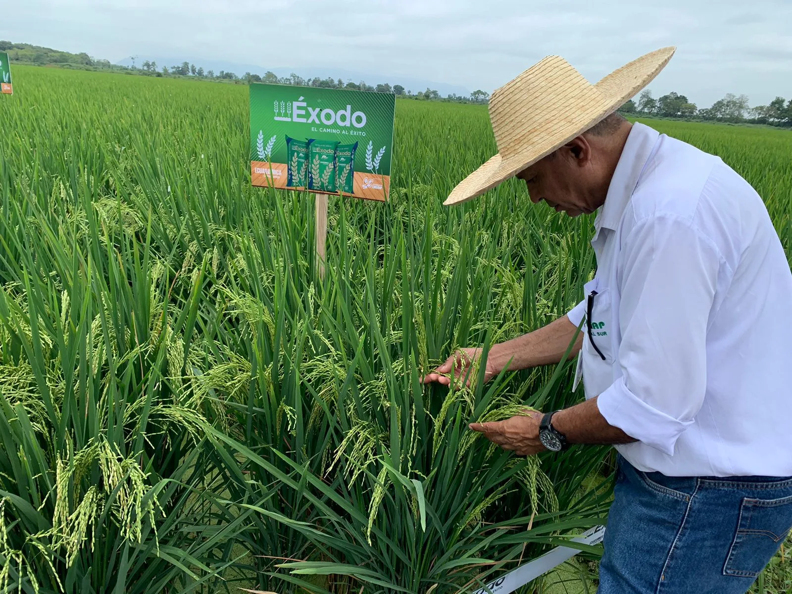 INIAP y ECUAQUIMICA lanzan nueva variedad de Arroz "ÉXODO" al mercado nacional