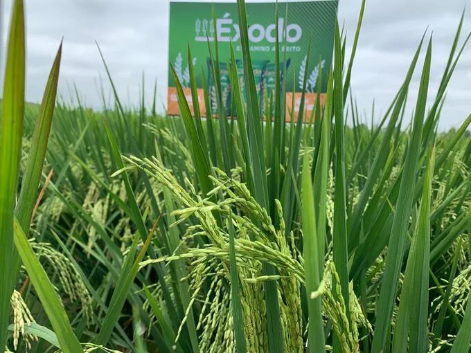 Jaramillo “Asignar el 1% del PIB agrícola a la investigación, transformaría la agricultura en Ecuador”