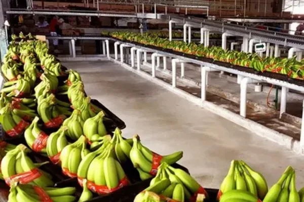 INTERNACIONAL: El huracán Beryl podría reducir los envíos de banano a EE. UU. a corto plazo