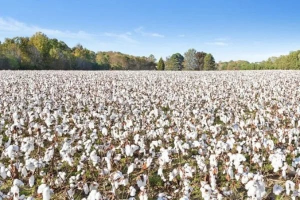 PERÚ: Fenómeno de El Niño pone en alerta a la industria textil por riesgos para el algodón y la campaña de invierno