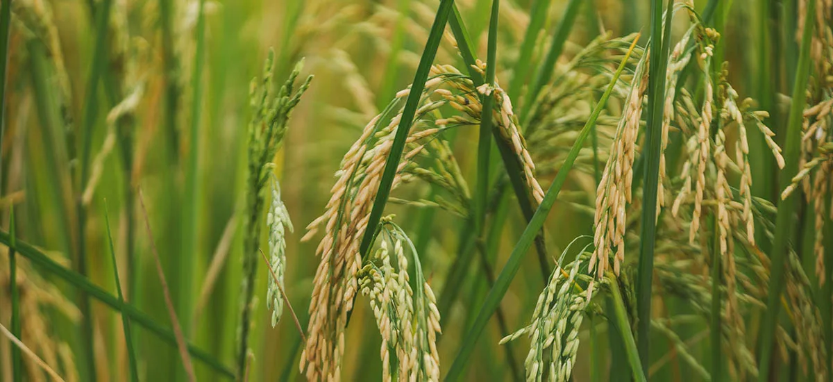 COLOMBIA: Avances y compromisos obtenidos tras la sesión del Consejo Nacional del Arroz