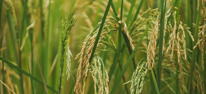 Nuevo instructivo regula compra pública de arroz en Ecuador