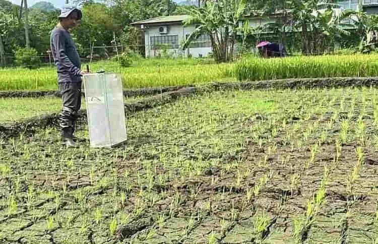 INTERNACIONAL: El arroz de riego intermitente tema del primer acuerdo comercial bilateral entre países del mundo