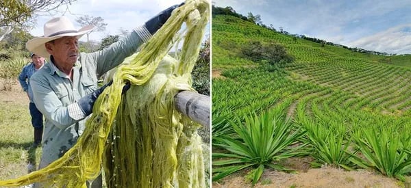 INTERNACIONAL: Colombia Impulsa el Uso de Fique como Alternativa a Plásticos de un Solo Uso