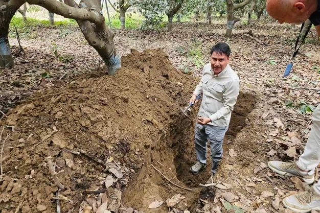 INTERNACIONAL: “Con un sistema radicular óptimo podemos cosechar 30 toneladas de paltas por hectárea"