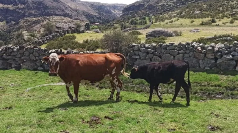 INTERNACIONAL: Perú se alista a exportar carne vacuna y porcina a China en próximos meses