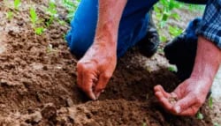 Uso de semilla certificada protege la inversión del agricultor