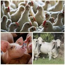 Ecuador será anfitrión del evento más grande de producción de proteína animal
