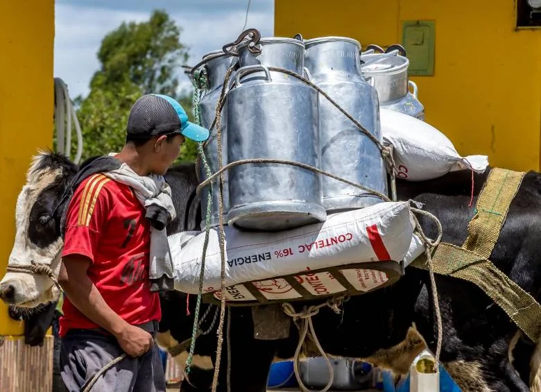 INTERNACIONAL, COLOMBIA: Lecheros no aguantan más la crisis y saldrán a protestar para exigir soluciones