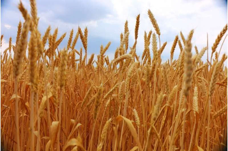 China identifica variedad de trigo resistente a suelos salinos