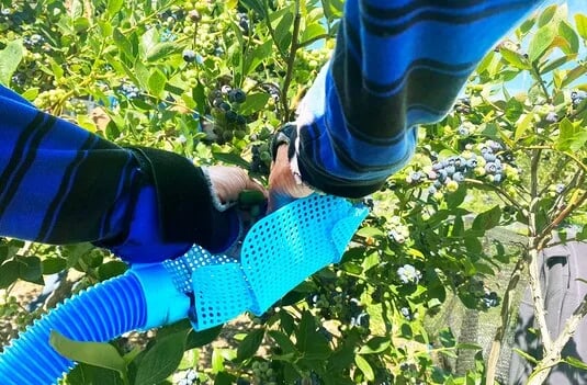 Innovación en la Cosecha de Arándanos: Menos Pérdidas y Más Eficiencia
